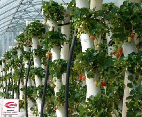 Выращивание клубники в теплице по Голландской технологии. Выращивание клубники по Голландской технологии для круглогодичного урожая