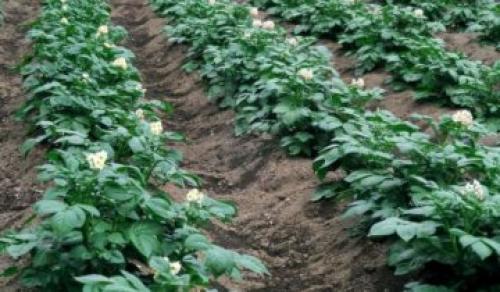 Сорт Невский картофель. Описание сорта картофеля Невский и фото клубней 03