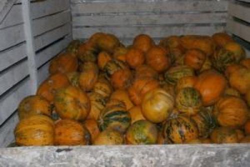 Как хранить тыквы зимой в погребе. Выбор сорта и подготовка