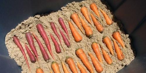 Как лучше хранить морковь в погребе