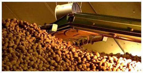 Хранение картофеля в хранилищах. Закладка картофеля на хранение  