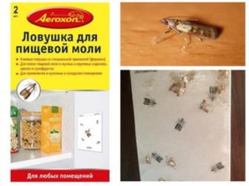 Как избавиться от моли на кухне. Как вывести пищевую моль?