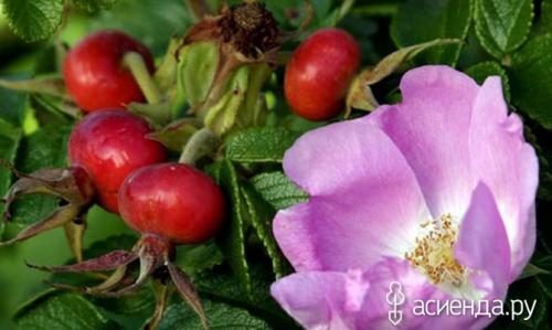 Заготавливаем шиповник впрок: сбор урожая