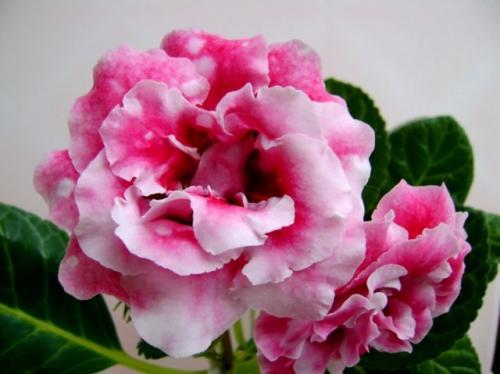 Когда убирать глоксинию на покой. Уход осенью –, как сохранить глоксинию до весны