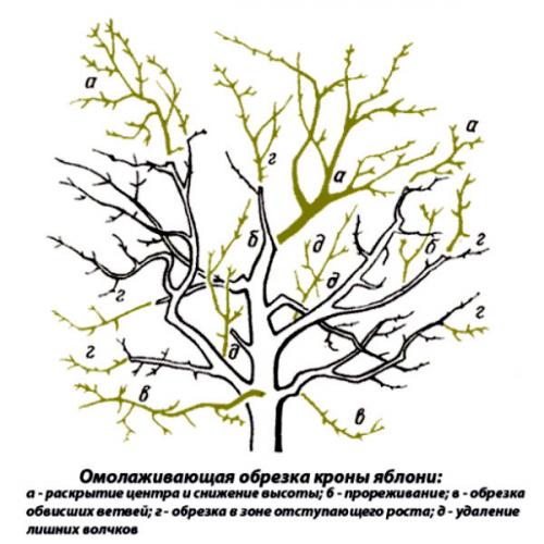 Обрезка яблонь осенью сроки. Обрезаем яблони осенью. Для новичков и не только
