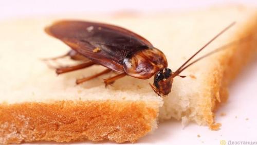 Рыжие тараканы, как избавиться. Как избавиться от рыжих тараканов