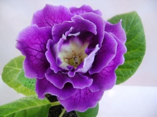 Когда убирать глоксинию на покой. Уход осенью –, как сохранить глоксинию до весны