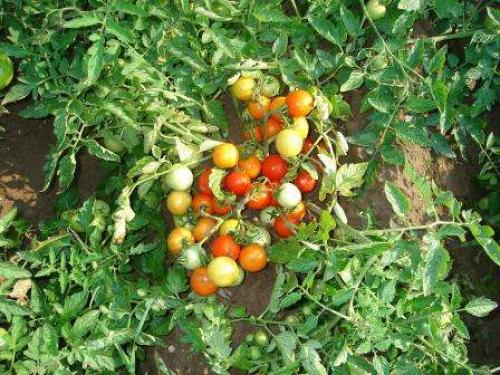 Сорта помидор устойчивые к фитофторозу. Низкорослые сорта томатов для теплицы, защищенные от фитофтороза