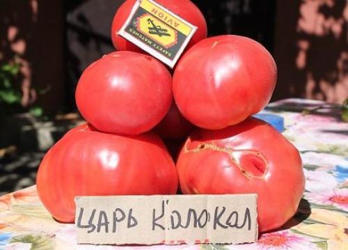 Сорта томатов не гибриды. Томаты. Что лучше- сорт или гибрид?