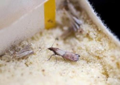 Как избавиться от моли на кухне. Как вывести пищевую моль?