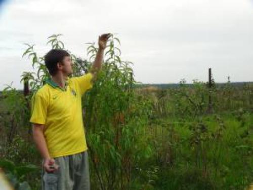 Персик, как укрыть на зиму. Правильная подготовка персика к зиме для получения хорошего урожая 07 Персик, как укрыть на зиму. Правильная подготовка персика к зиме для получения хорошего урожая 07