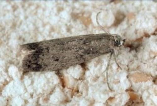 Как избавиться от моли на кухне. Как вывести пищевую моль?