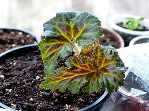 Купила клубни бегонии, что делать. Как посадить клубень бегонии