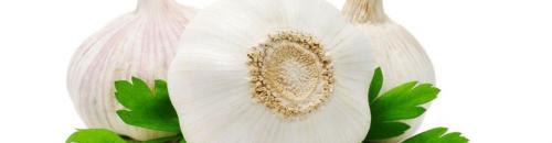 Чеснок натощак для похудения. Польза и вред чеснока при похудении