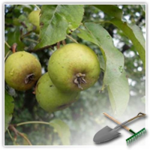 Дикая груша сушка. Сушка груш. Сушим-сушим наши груши…