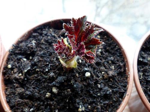 Купила клубни бегонии, что делать. Как посадить клубень бегонии