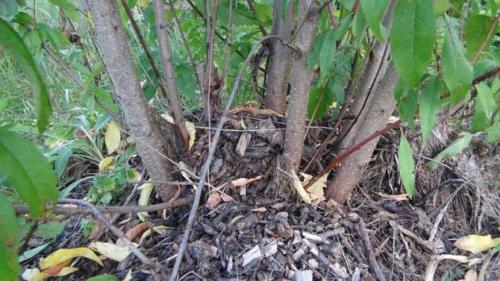 Персик, как укрыть на зиму. Правильная подготовка персика к зиме для получения хорошего урожая 09 Персик, как укрыть на зиму. Правильная подготовка персика к зиме для получения хорошего урожая 09