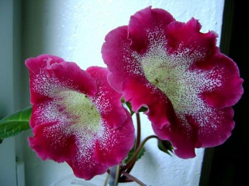 Когда убирать глоксинию на покой. Уход осенью –, как сохранить глоксинию до весны