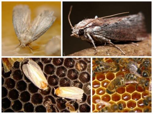 Настойка восковой моли состав. Чем отличается экстракт огневки от настойки?