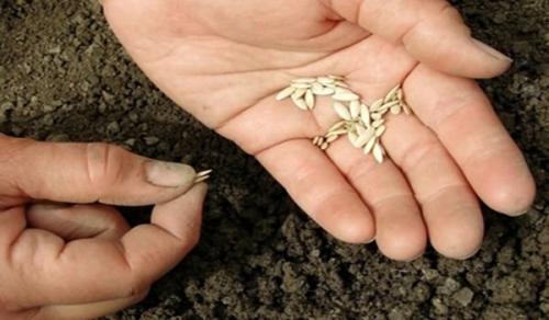 Вырастить огурцы и помидоры на балконе. Как вырастить огурцы на балконе