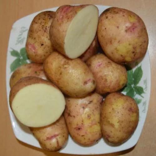 Картофель аврора. Что это за сорт картофеля