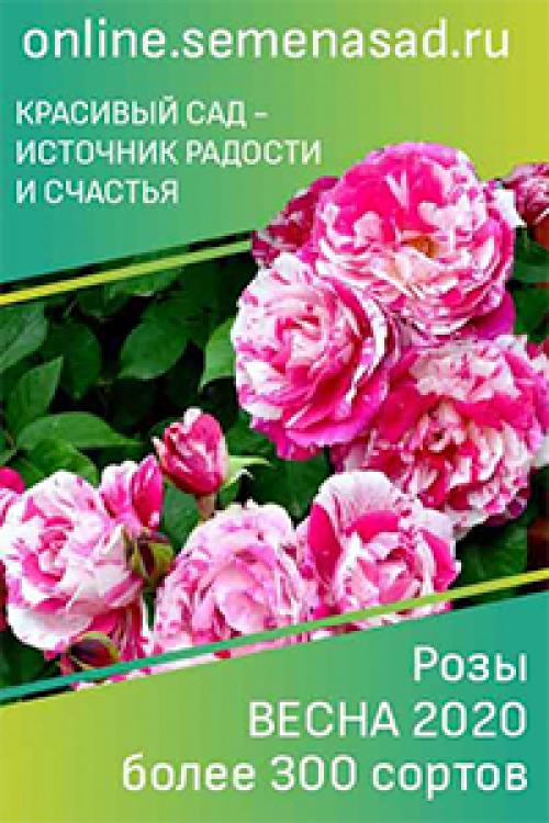 Желтая свекла. Мои цветные овощи: жёлтая свекла. Свекла Золотой шар