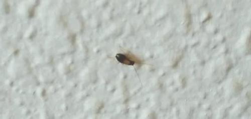 Как избавиться от тараканов форум. Моя борьба: неделя истребления тараканов