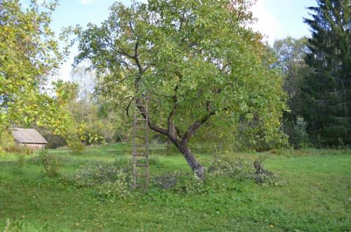 Обрезка яблонь осенью схемы. Как обрезать старую яблоню осенью. Простая схема
