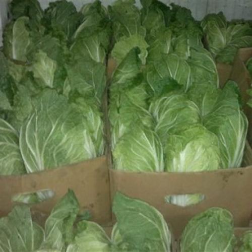 Как на зиму сохранить капусту в погребе. Как хранить капусту 02