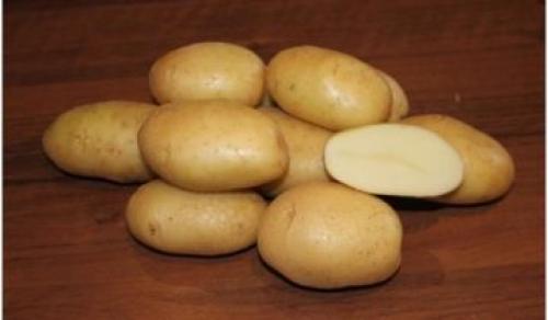 Сорт Невский картофель. Описание сорта картофеля Невский и фото клубней 01