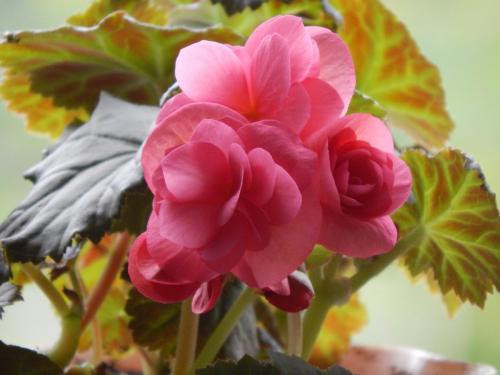 Как посадить бегонию семенами. Как вырастить бегонии из семян