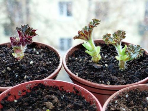 Купила клубни бегонии, что делать. Как посадить клубень бегонии