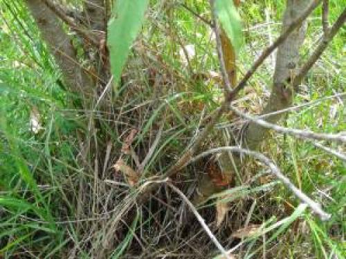 Персик, как укрыть на зиму. Правильная подготовка персика к зиме для получения хорошего урожая 05 Персик, как укрыть на зиму. Правильная подготовка персика к зиме для получения хорошего урожая 05