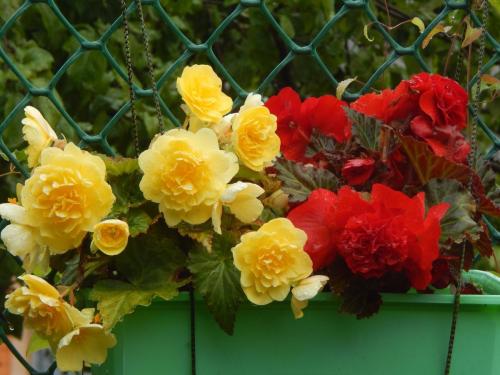 Как посадить бегонию семенами. Как вырастить бегонии из семян