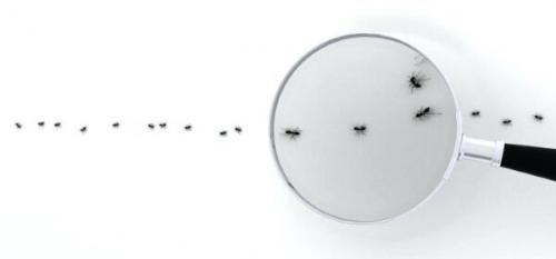 В квартире появились муравьи, как от них избавиться.  Самая большая ошибка – уничтожать только насекомых, которых вы видите на поверхности, то есть фуражиров