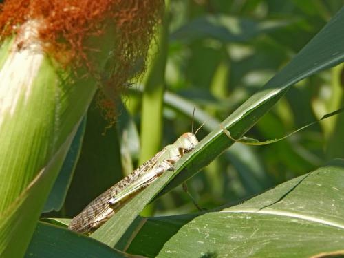 Саранча, как выглядит. Внешний вид и особенности 05 Саранча, как выглядит. Внешний вид и особенности 05