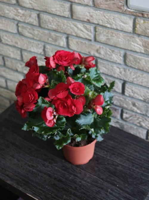 Как посадить бегонию. Бегония: посадка и уход 22