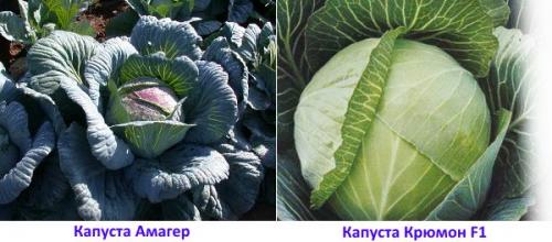 Как хранить капусту в зимнее время. Популярные сорта капусты для длительного хранения