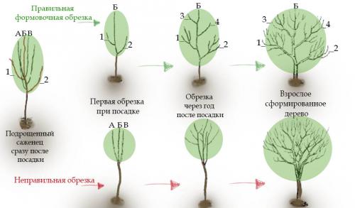 Когда обрезать яблони в сибири. Обрезка плодовых деревьев