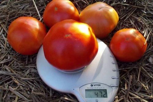 Сорта томатов для теплицы устойчивые к фитофторе. Лучшие сорта помидор для теплиц устойчивые к фитофторозу