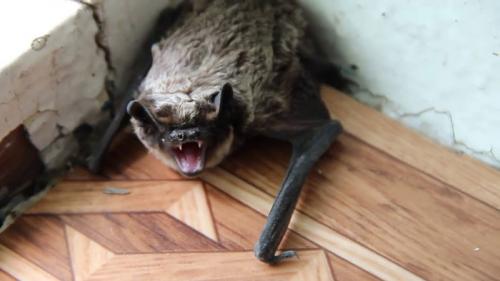 Нашел летучую мышь зимой, что делать. Что делать, если летучая мышь залетела в квартиру: советы экспертов