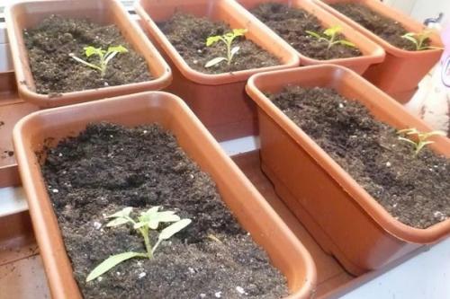 Томаты королева рынка. Хотите удивить томатами, выбирайте помидоры Король рынка