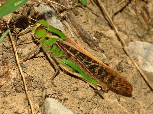 Саранча, как выглядит. Внешний вид и особенности 02 Саранча, как выглядит. Внешний вид и особенности 02