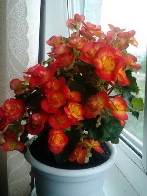 Как посадить бегонию. Бегония: посадка и уход 23