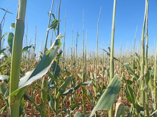 Саранча, как выглядит. Внешний вид и особенности 06 Саранча, как выглядит. Внешний вид и особенности 06