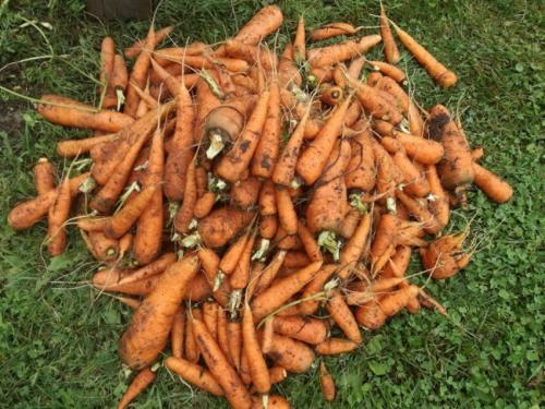Хранение моркови в земле. Как хранить морковь в земле до весны