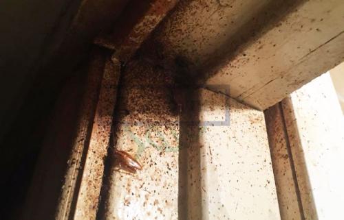 Тараканы в квартире, как избавиться народными средствами. Рецепты приготовления 02