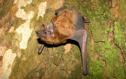 Что зимой делают летучие мыши. Там где зимуют летучие мыши