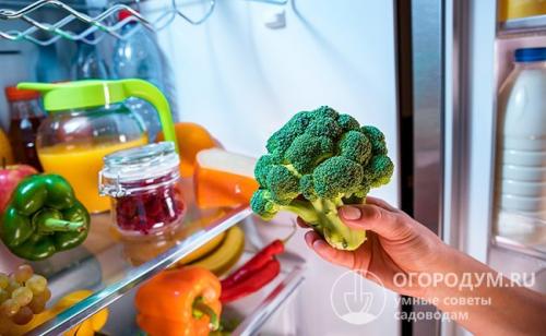 Как хранить брокколи. Холодильник