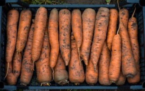 Хранение моркови в подвале. Подготовка погреба 06